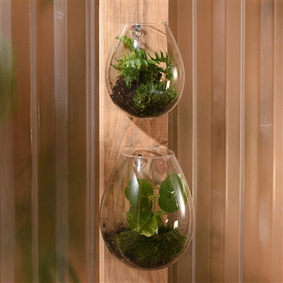 HomArt Small Glass Sole Wall Terrarium