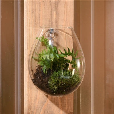 HomArt Small Glass Sole Wall Terrarium