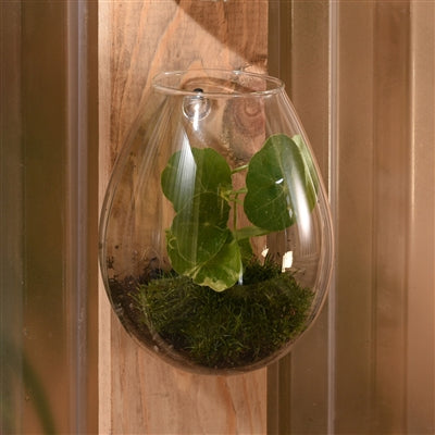HomArt Large Glass Sole Wall Terrarium